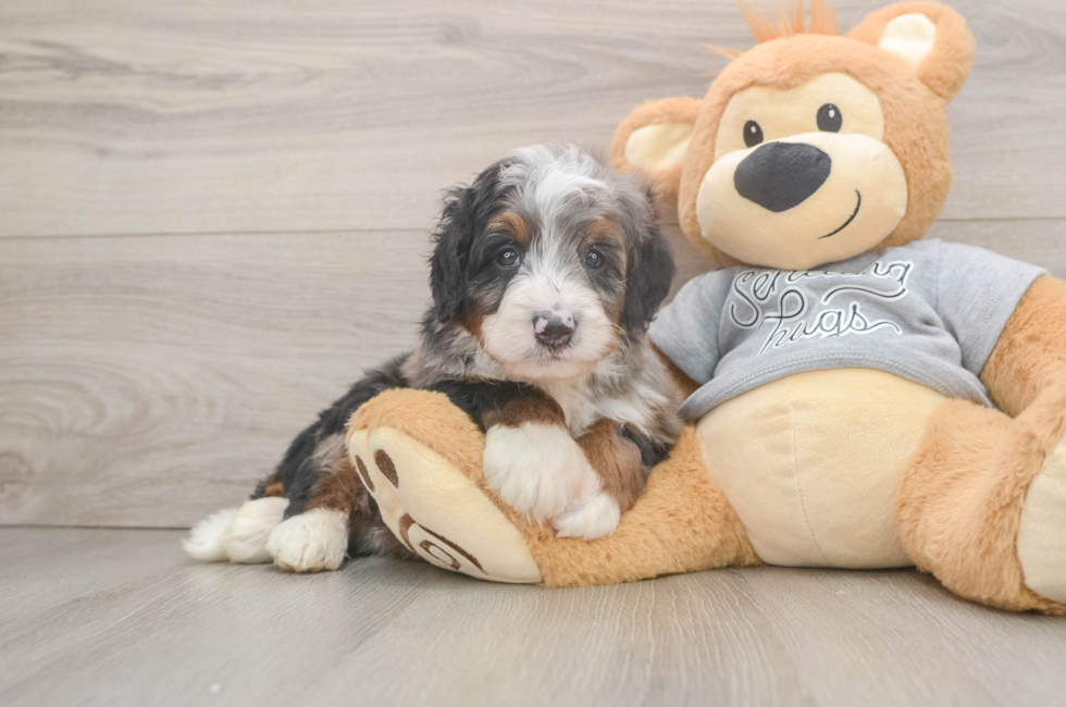 5 week old Mini Bernedoodle Puppy For Sale - Florida Fur Babies