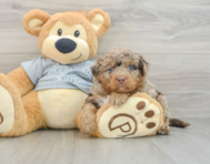 7 week old Mini Bernedoodle Puppy For Sale - Florida Fur Babies