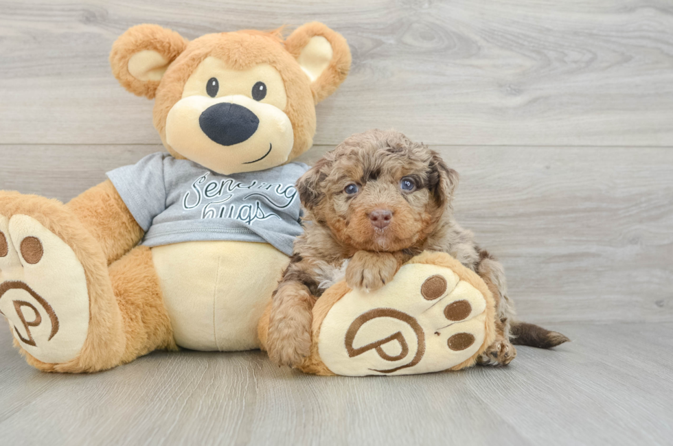 6 week old Mini Bernedoodle Puppy For Sale - Florida Fur Babies