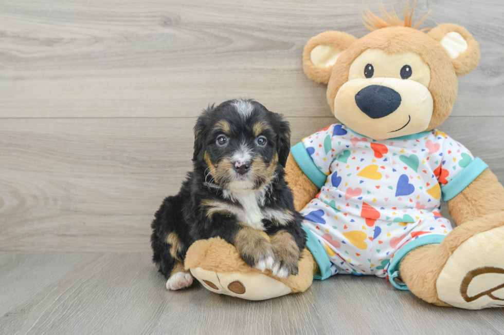 Mini Bernedoodle Puppy for Adoption