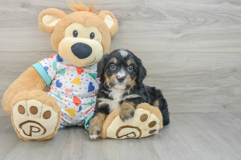 6 week old Mini Bernedoodle Puppy For Sale - Florida Fur Babies