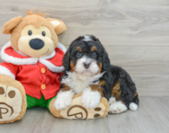 5 week old Mini Bernedoodle Puppy For Sale - Florida Fur Babies