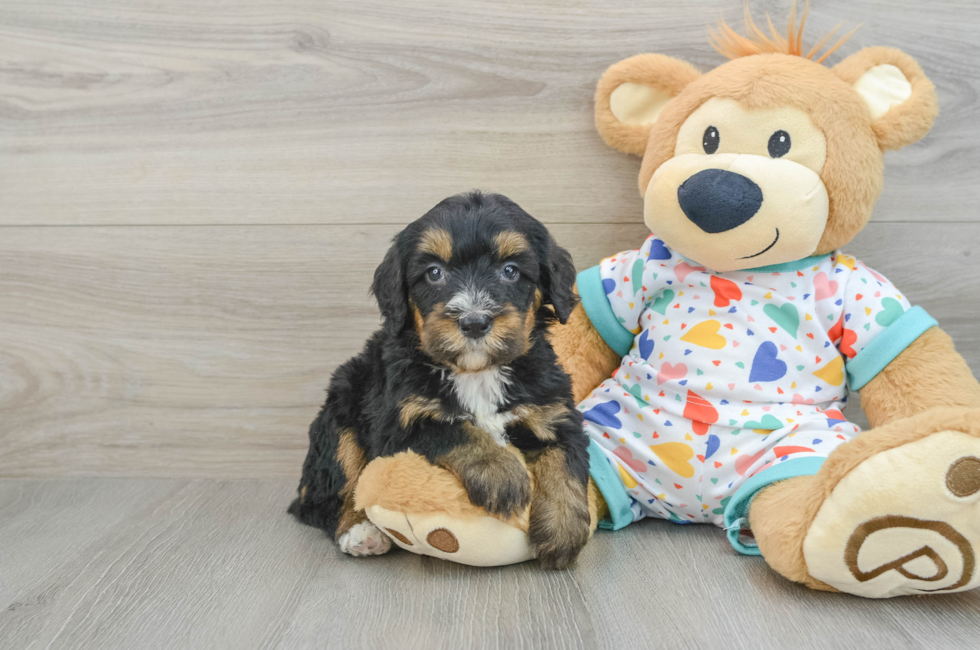 6 week old Mini Bernedoodle Puppy For Sale - Florida Fur Babies