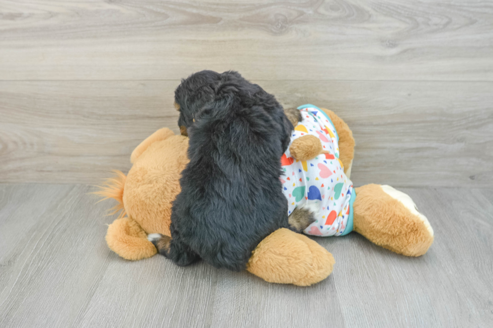 Mini Bernedoodle Pup Being Cute