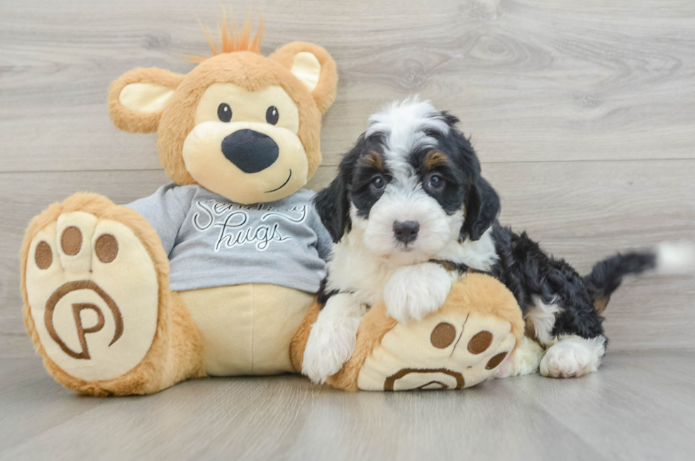 7 week old Mini Bernedoodle Puppy For Sale - Florida Fur Babies