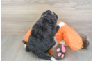 Smart Mini Bernedoodle Poodle Mix Pup
