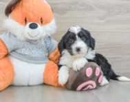 7 week old Mini Bernedoodle Puppy For Sale - Florida Fur Babies
