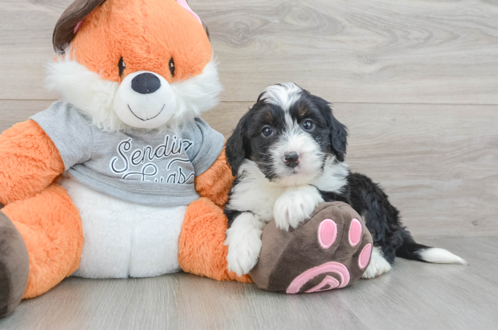 5 week old Mini Bernedoodle Puppy For Sale - Florida Fur Babies