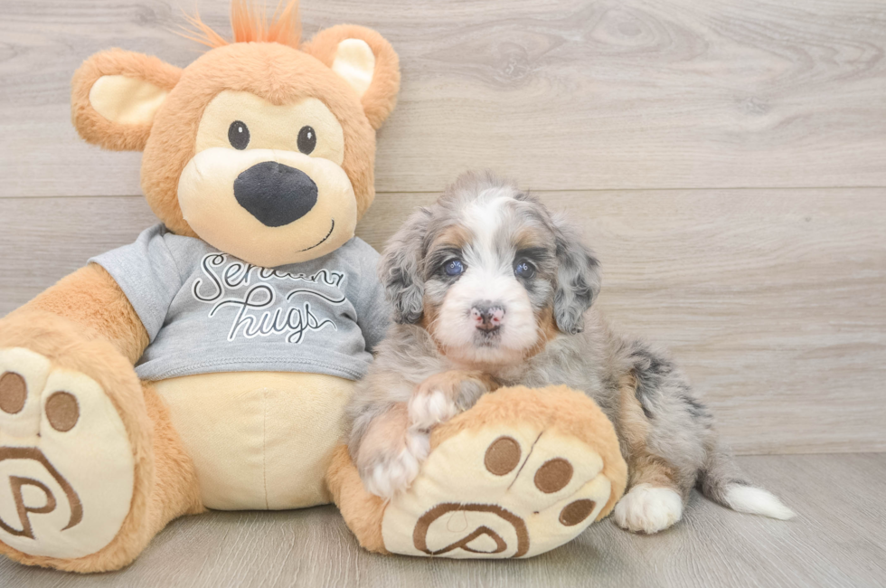 5 week old Mini Bernedoodle Puppy For Sale - Florida Fur Babies