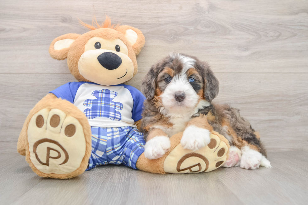 Best Mini Bernedoodle Baby