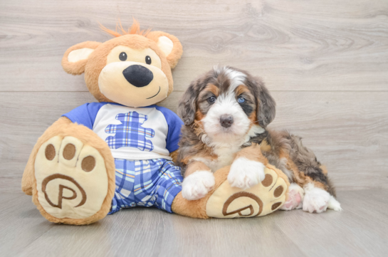 Best Mini Bernedoodle Baby