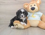 8 week old Mini Bernedoodle Puppy For Sale - Florida Fur Babies
