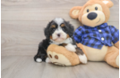 Friendly Mini Bernedoodle Baby