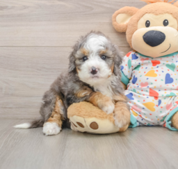 5 week old Mini Bernedoodle Puppy For Sale - Florida Fur Babies