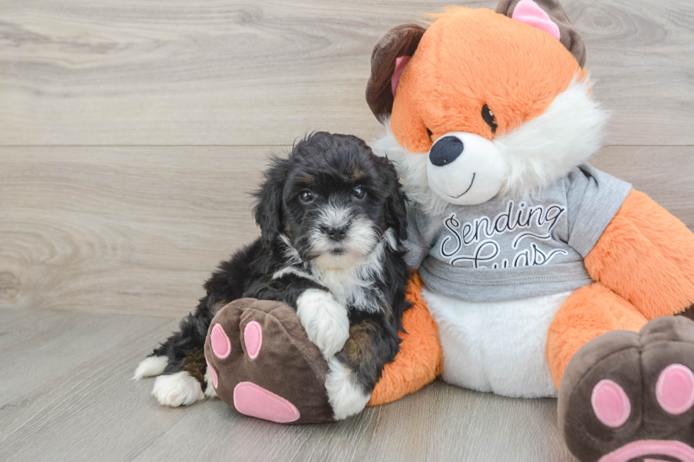 Petite Mini Bernedoodle Poodle Mix Pup