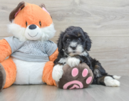 7 week old Mini Bernedoodle Puppy For Sale - Florida Fur Babies