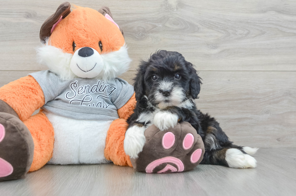 5 week old Mini Bernedoodle Puppy For Sale - Florida Fur Babies