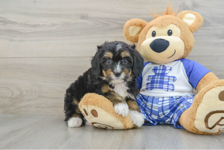 Friendly Mini Bernedoodle Baby