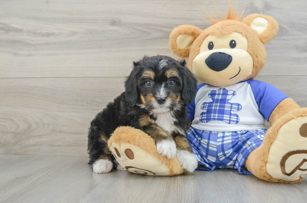 6 week old Mini Bernedoodle Puppy For Sale - Florida Fur Babies