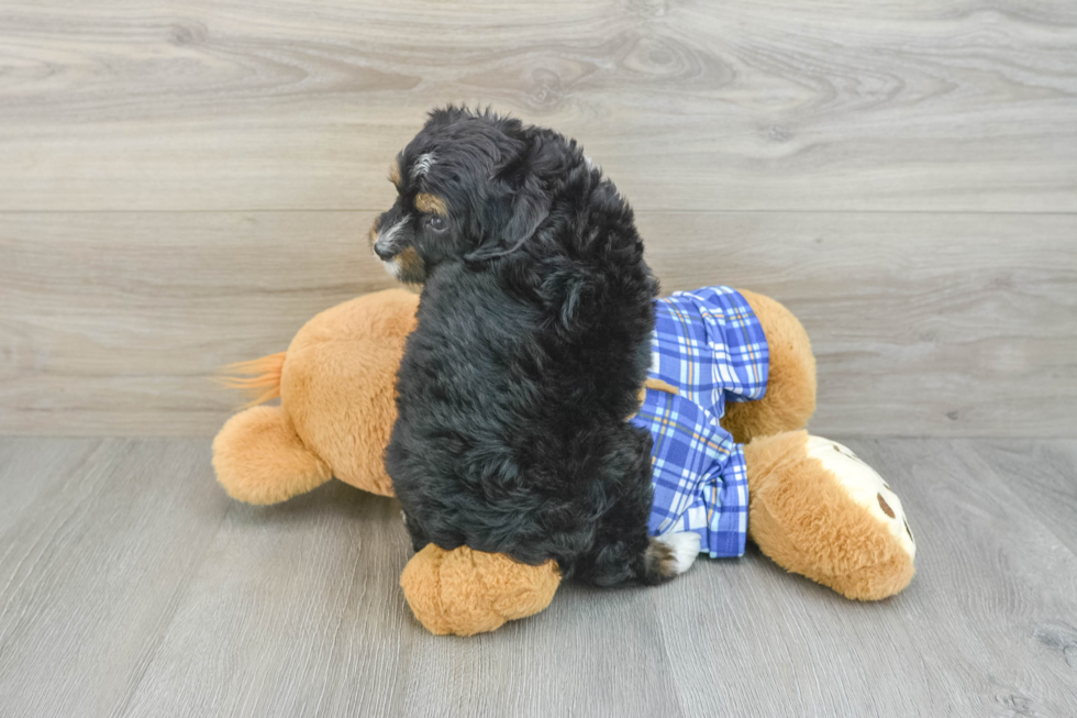 Adorable Mini Bernepoo Poodle Mix Puppy