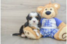 Energetic Bernadoodle Poodle Mix Puppy