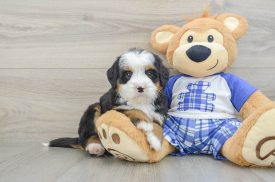 Energetic Bernadoodle Poodle Mix Puppy