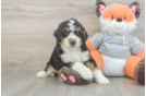 Mini Bernedoodle Pup Being Cute