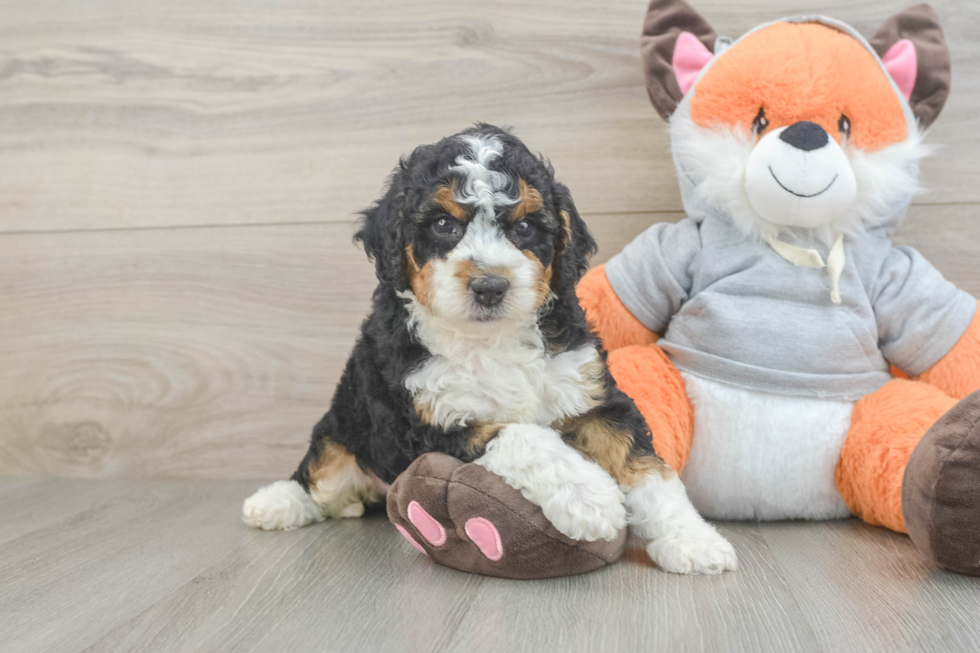 Mini Bernedoodle Pup Being Cute