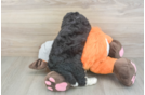 Funny Mini Bernedoodle Poodle Mix Pup