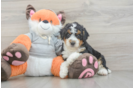 Mini Bernedoodle Puppy for Adoption