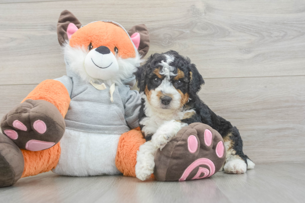 Mini Bernedoodle Puppy for Adoption