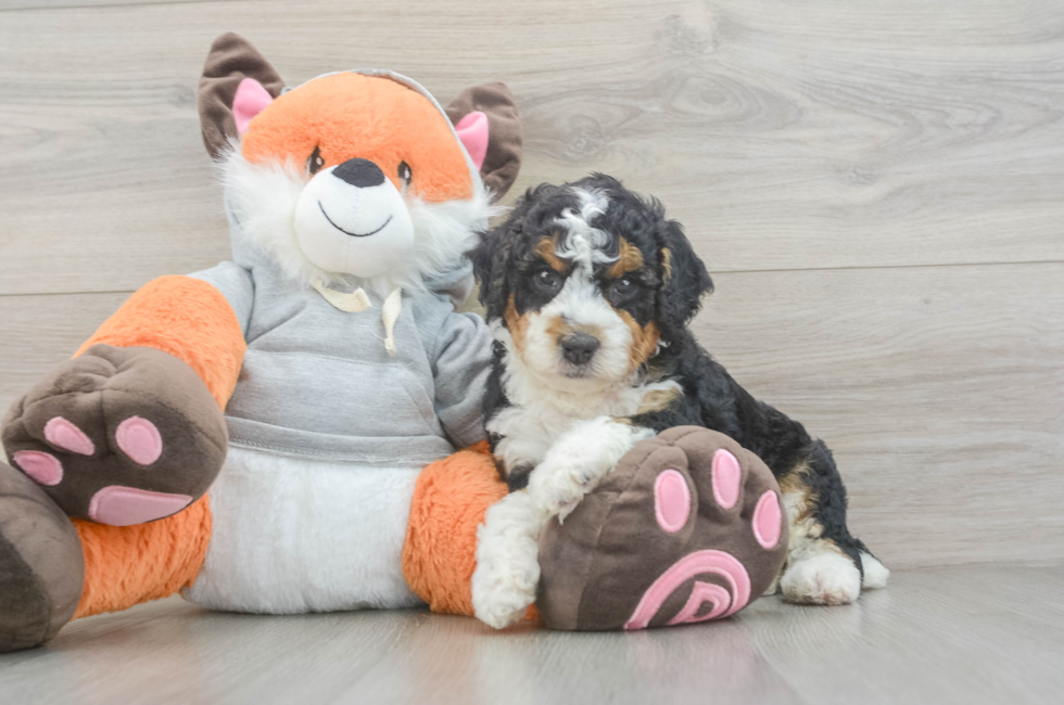 5 week old Mini Bernedoodle Puppy For Sale - Florida Fur Babies