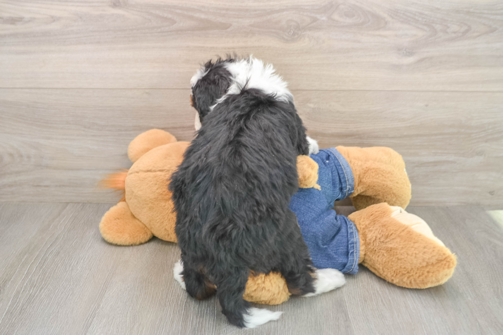 Adorable Mini Berniedoodle Poodle Mix Puppy
