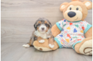 Best Mini Bernedoodle Baby