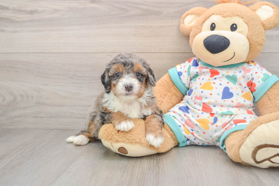 Best Mini Bernedoodle Baby