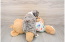 Sweet Mini Bernedoodle Baby