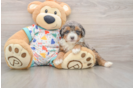 Mini Bernedoodle Pup Being Cute