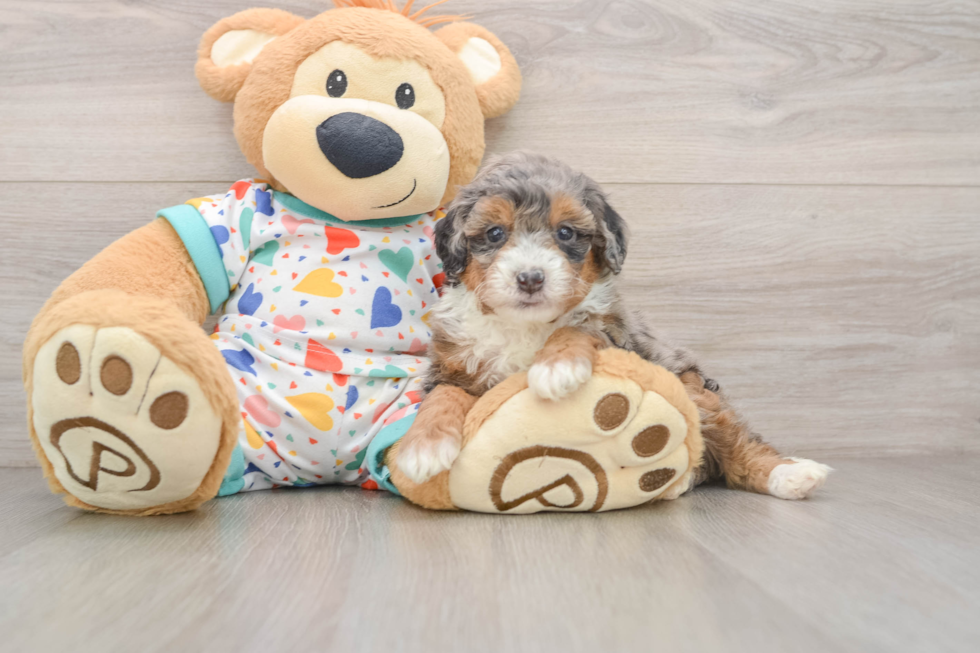 Mini Bernedoodle Pup Being Cute