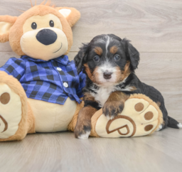 5 week old Mini Bernedoodle Puppy For Sale - Florida Fur Babies