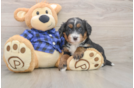 Mini Bernedoodle Puppy for Adoption