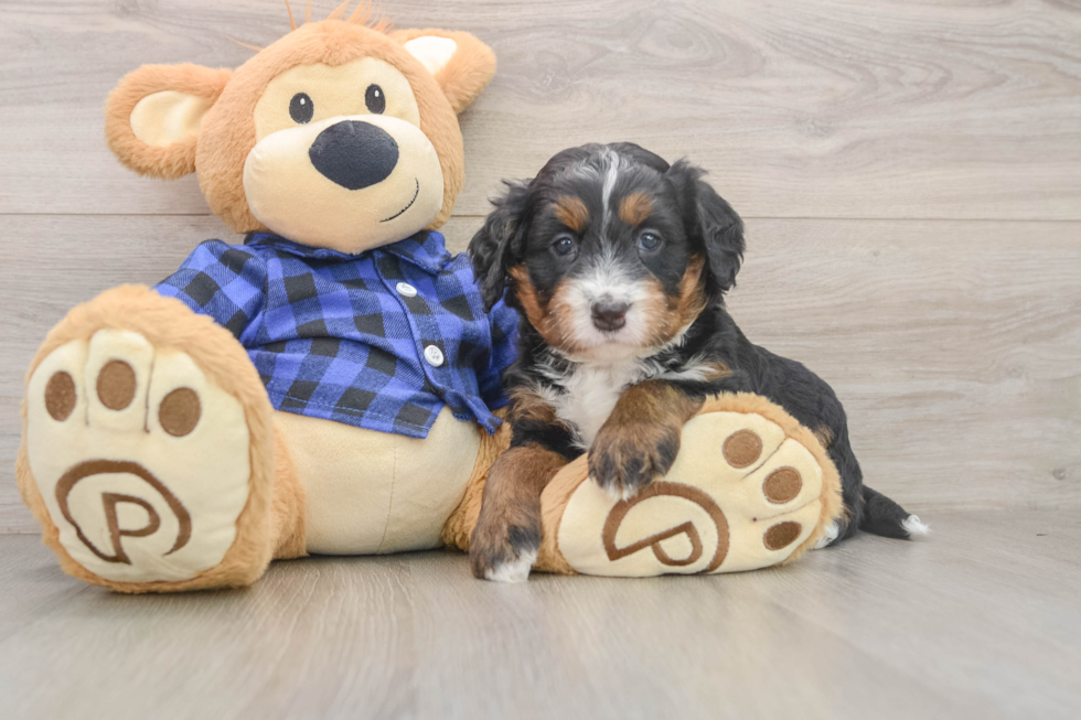 Mini Bernedoodle Puppy for Adoption