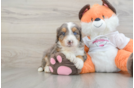 Mini Bernedoodle Pup Being Cute