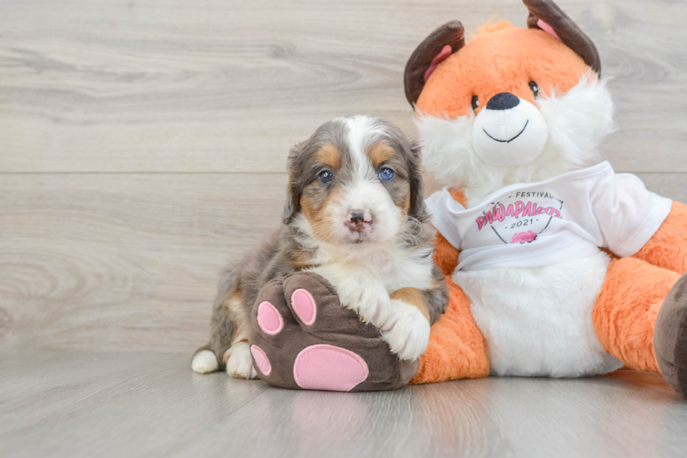 Mini Bernedoodle Pup Being Cute
