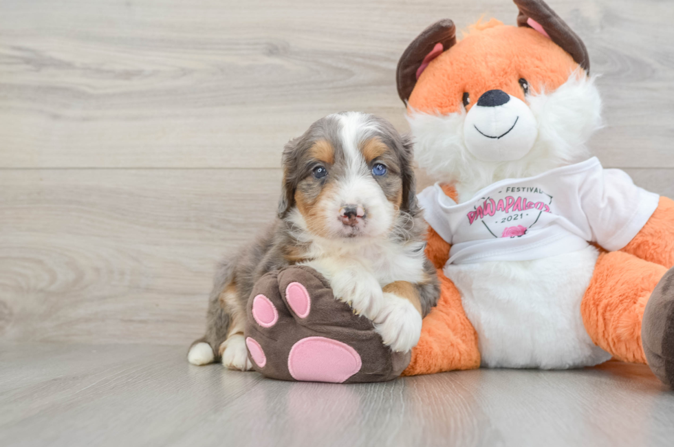 6 week old Mini Bernedoodle Puppy For Sale - Florida Fur Babies