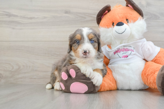 Mini Bernedoodle Pup Being Cute