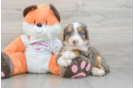 Mini Bernedoodle Pup Being Cute