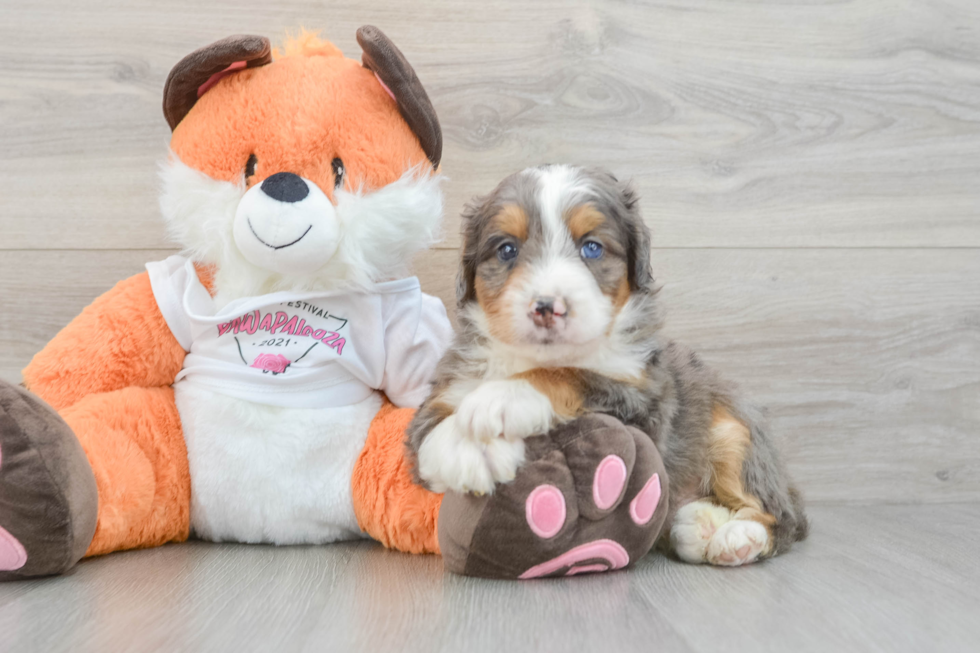 Mini Bernedoodle Pup Being Cute