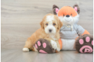 Little Mini Bernesepoo Poodle Mix Puppy