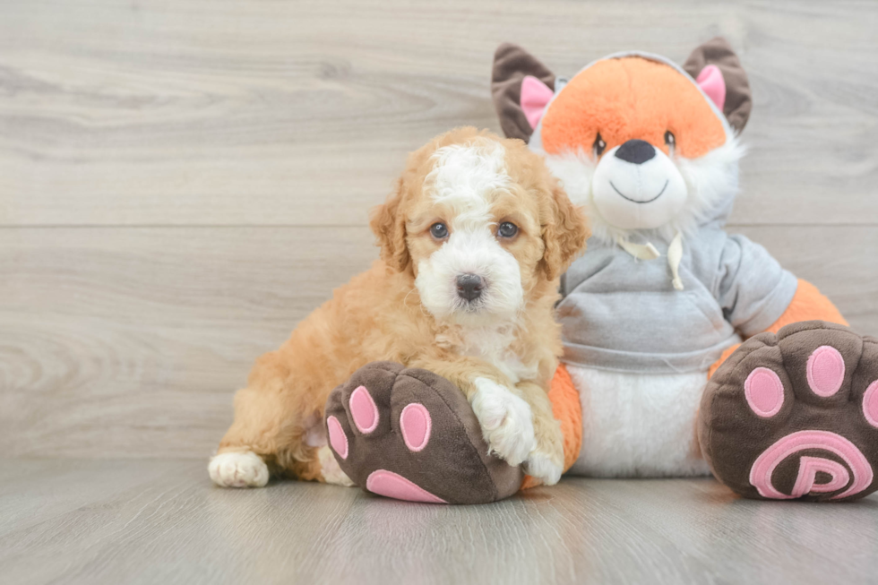 Little Mini Bernesepoo Poodle Mix Puppy