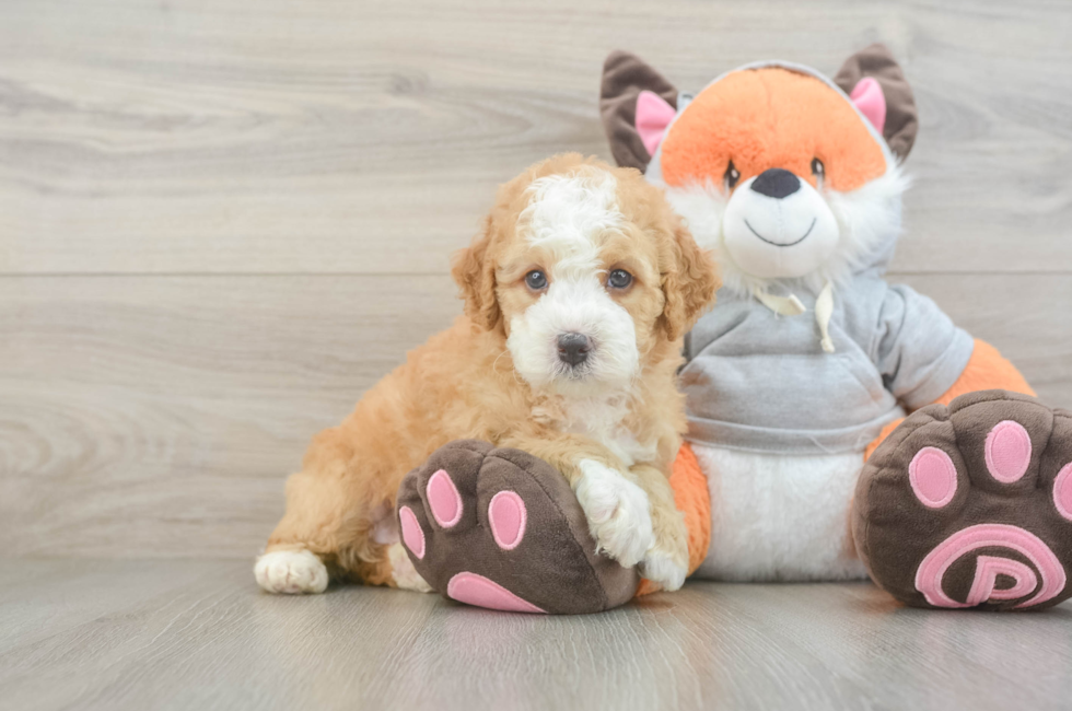 5 week old Mini Bernedoodle Puppy For Sale - Florida Fur Babies